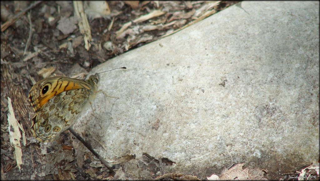 Richiesta ident.!!! Lasiommata megera - Nymphalidae